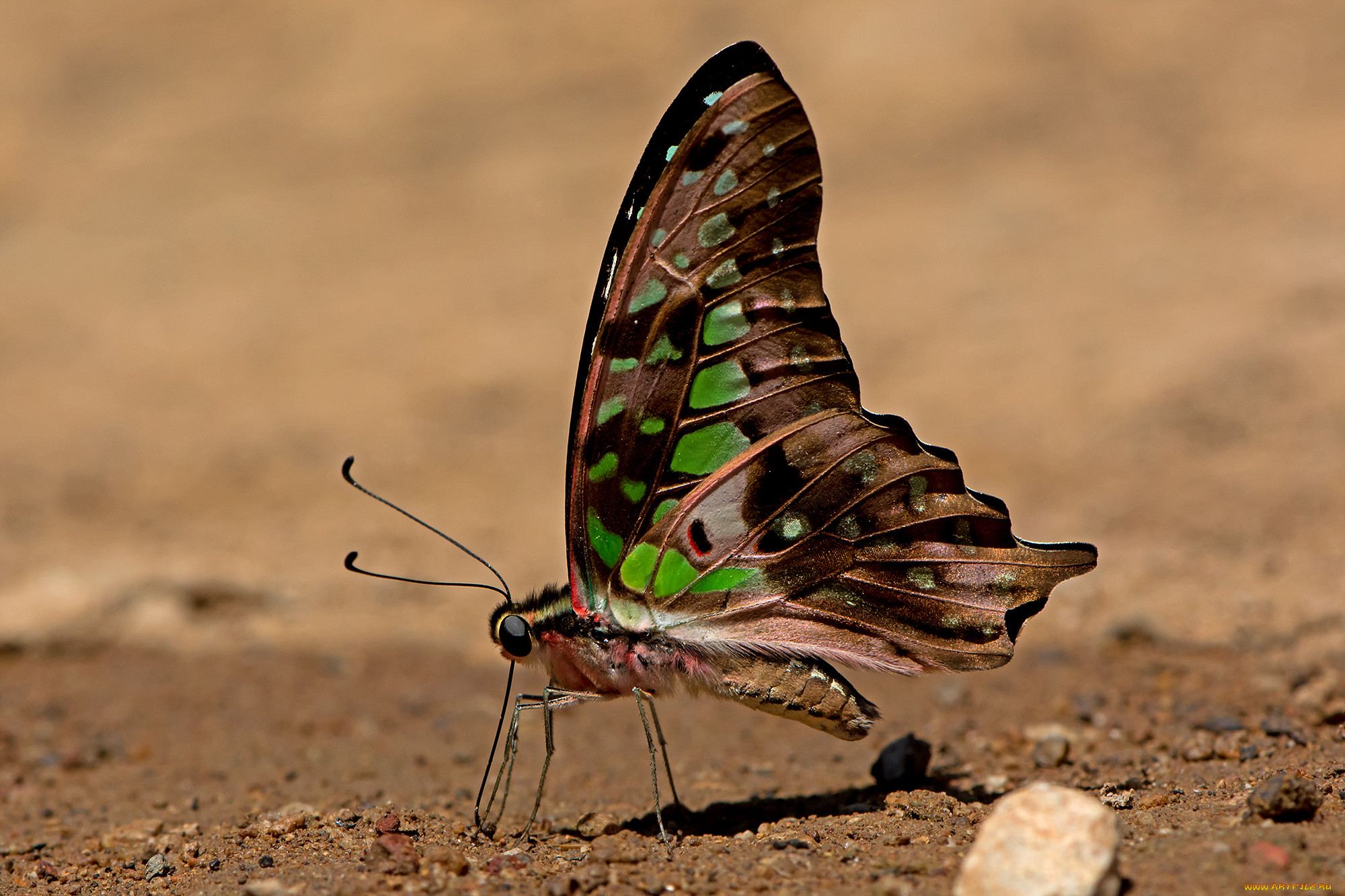 graphium agamemnon - tailed jay, , ,  ,  , 